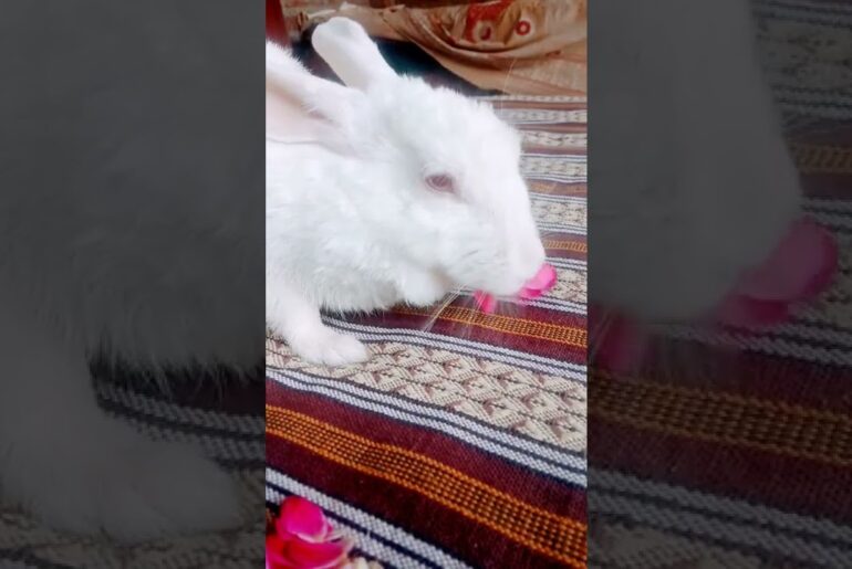 cute Rabbit|cute moments Rabbit #youtubeshorts #short#viral