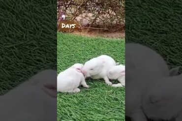 cute bunny,Aastha Rabbit farming Farm house ,Legal business