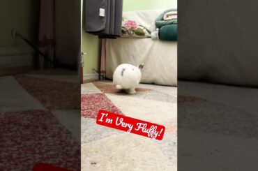 CUTE BUNNY BUN #bunny #rabbit #shorts #youtubeshorts #short #pets #cute #cats #dogs #tiktok #insta