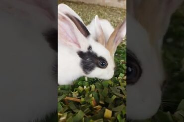 Cute Rabbit bunnies #shorts #rabbit #animals