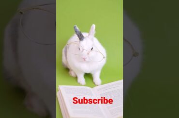 cute Rabbit reading book#shorts