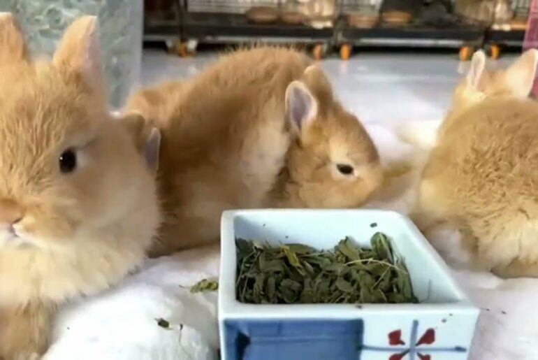 Cute Baby Bunny Rabbits Videos - Baby Animal #010