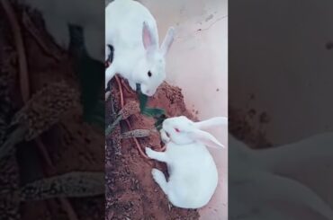 cute rabbit