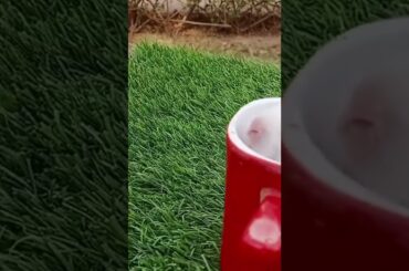 cute pushpa #best #cute #reels #rabbit #funny#legal business