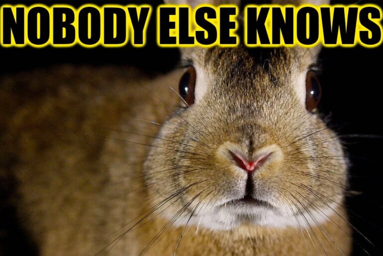 12 Secrets Your Rabbit Knows About You!