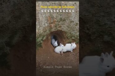 Cute Baby Bunny #shorts #rabbit #youtubeshorts #bunny