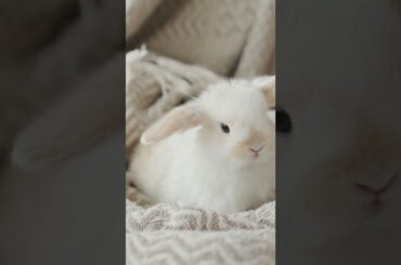 Loving Cute Bunny #shorts