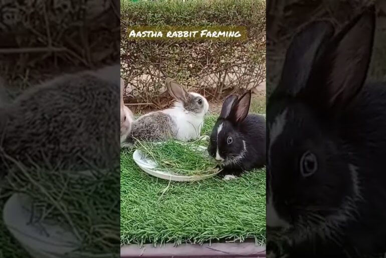 #cute #bunny #rabbit #reels #tranding #rabbit farming#care