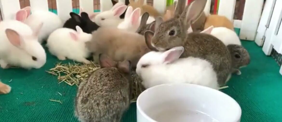 Cute Baby Bunny Rabbits Videos - Baby Animal #011