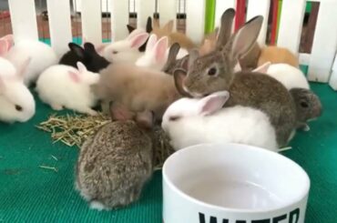 Cute Baby Bunny Rabbits Videos - Baby Animal #011