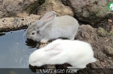 Rabbit Bunnies Drinking Water ll Cute Baby Rabbit water Drinking in Open Pond ll Rabbit Farming