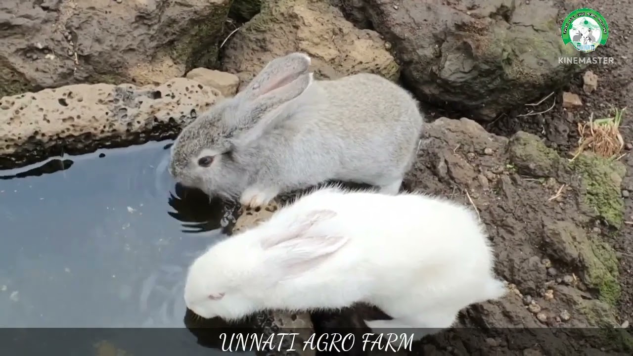 Rabbit Bunnies Drinking Water ll Cute Baby Rabbit water Drinking in Open Pond ll Rabbit Farming