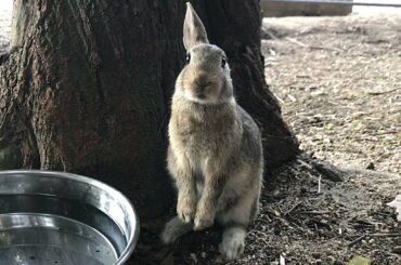 Have you ever seen such a cute baby rabbit?