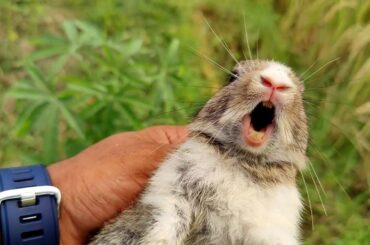 Catch the screaming baby rabbit | Cute rabbit crying  #wildrabbit