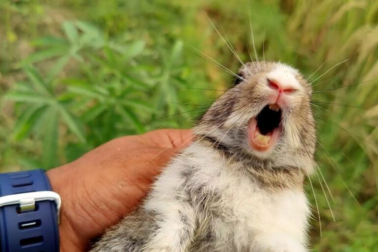 Catch the screaming baby rabbit | Cute rabbit crying  #wildrabbit