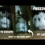 Bunny Pretends that’s NOT Trying to ESCAPE when Someone Passes by!