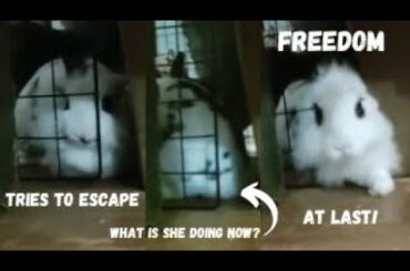 Bunny Pretends that’s NOT Trying to ESCAPE when Someone Passes by!