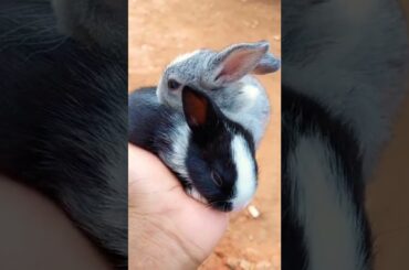Cute rabbit baby shorts #shorts #rabbit #cuterabbit #trendingshorts #whiterabbit #youtube  #falling