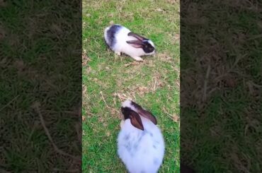 so cute rabbit