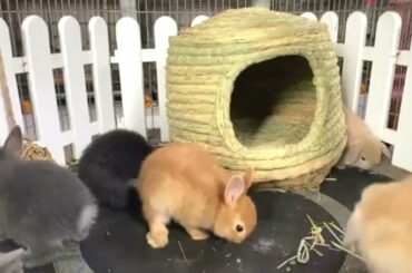 Cute Baby Bunny Rabbits Videos - Baby Animal #9
