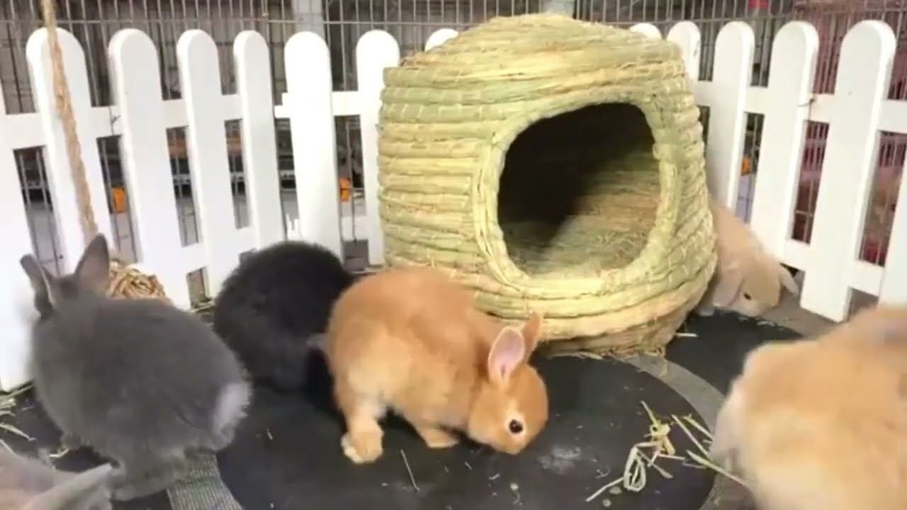 Cute Baby Bunny Rabbits Videos - Baby Animal #9