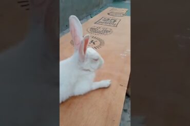 My Cute baby bunny Rabbit #rabbitfuncorner #assamkrishitv #rabbit