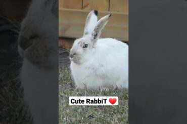 cute RabbiT #shorts #Lovely Animal
