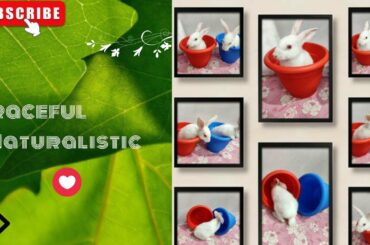 Cute baby bunny rabbit (video)2022 - youtube