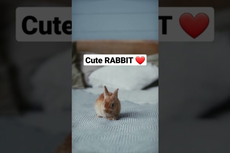 cute rabbit #shorts #animals