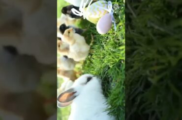 Cute Rabbit