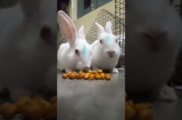 cute bunny's #shorts
