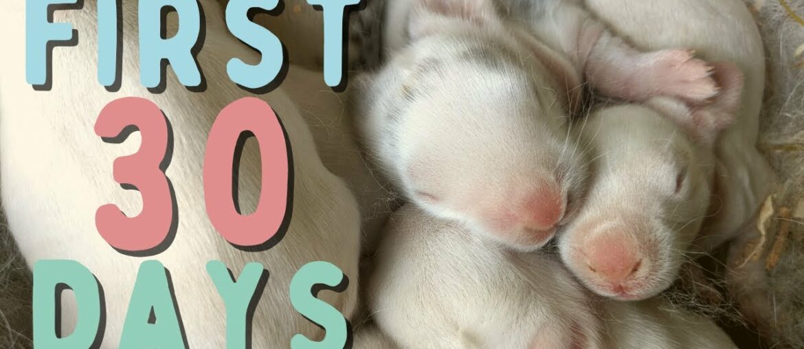 Baby Rabbits Grow Up | Days 1 – 30 | Time Lapse | Silent VLOG Baby Rabbits Grow Up | Days 1 - 30 | Time Lapse | Silent VLOG