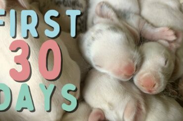 Baby Rabbits Grow Up | Days 1 - 30 | Time Lapse | Silent VLOG