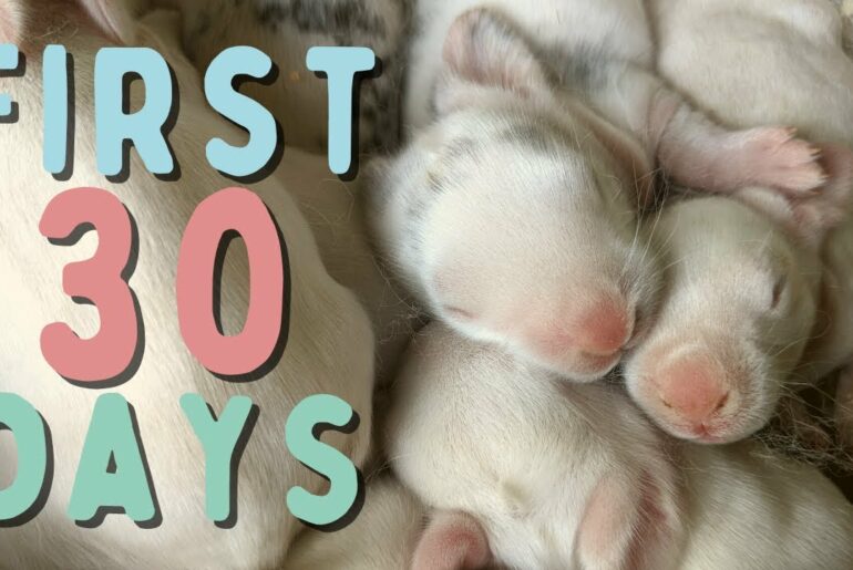 Baby Rabbits Grow Up | Days 1 - 30 | Time Lapse | Silent VLOG