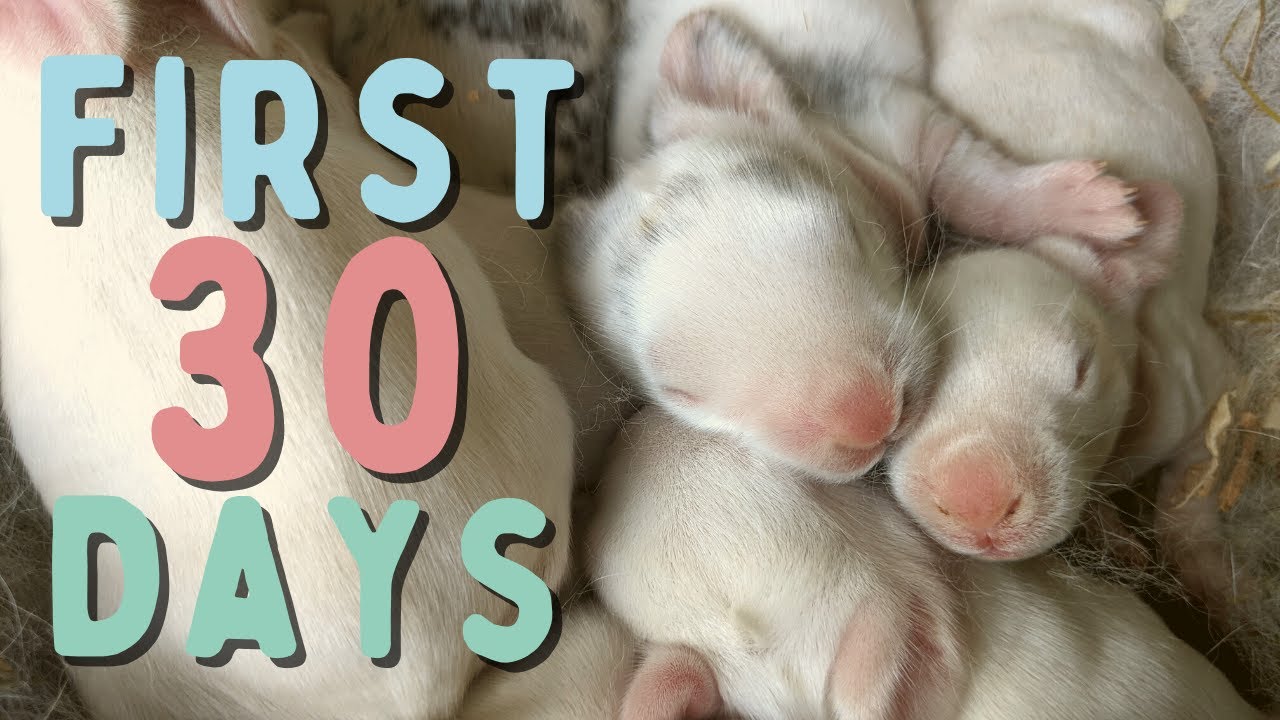 Baby Rabbits Grow Up | Days 1 - 30 | Time Lapse | Silent VLOG
