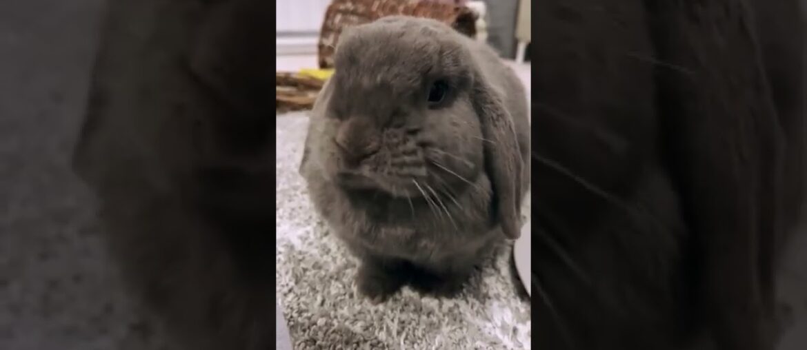 Cute Baby Rabbit – Funny Baby Animals – Rabbits Amazing Animals #shorts Cute Baby Rabbit - Funny Baby Animals - Rabbits Amazing Animals #shorts