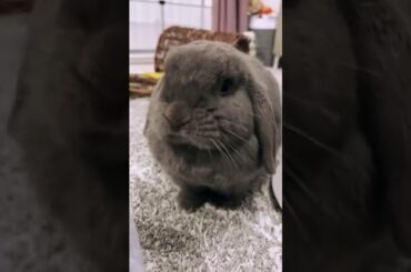 Cute Baby Rabbit - Funny Baby Animals - Rabbits Amazing Animals #shorts