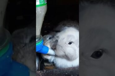 cute rabbit #shorts #cute #rabbit