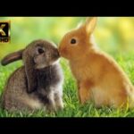 Cute Rabbit, Rabbit, lovely Rabbit, Funny Rabbit, Lovely Rabbit Bunny