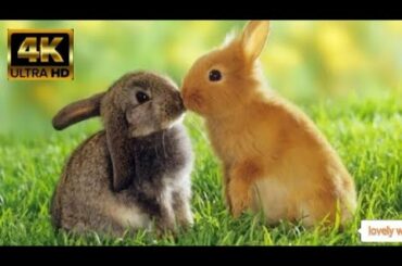 Cute Rabbit, Rabbit, lovely Rabbit, Funny Rabbit, Lovely Rabbit Bunny
