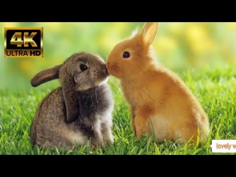 Cute Rabbit, Rabbit, lovely Rabbit, Funny Rabbit, Lovely Rabbit Bunny