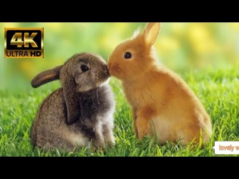 Cute Rabbit, Rabbit, lovely Rabbit, Funny Rabbit, Lovely Rabbit Bunny Cute Rabbit, Rabbit, lovely Rabbit, Funny Rabbit, Lovely Rabbit Bunny