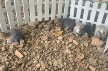 Cute Baby Bunny Rabbits Videos - Baby Animal