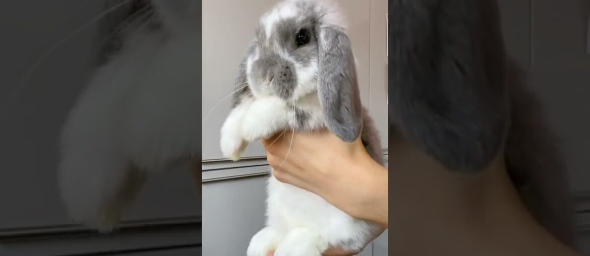 cute bunny shorts 2022 / #funny #bunny #rabbit #funnyvideos cute bunny shorts 2022 / #funny #bunny #rabbit #funnyvideos