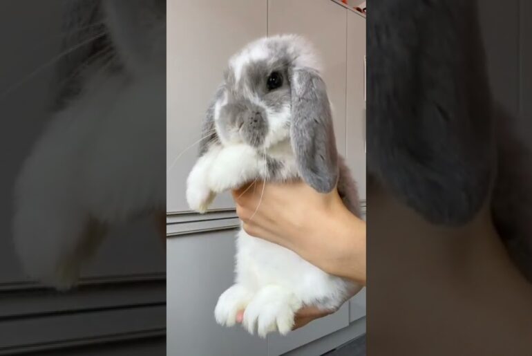cute bunny shorts 2022 / #funny #bunny #rabbit #funnyvideos
