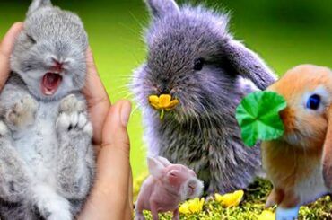 CUTE BABY BUNNY | BEAUTIFUL BABY BUNNIES COMPILATION | BONGSKIE RABBITRY CEBU