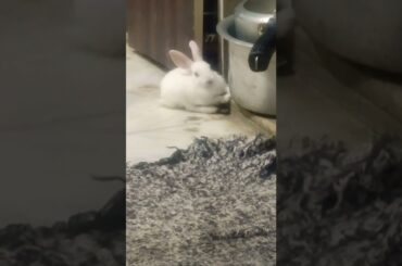 Cute Baby Bunny | Baby Rabbit | My Bunnies#short #shorts #animal #rabbit #bunny #bunnies #cutebunny