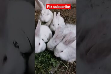 cute rabbit beauty
