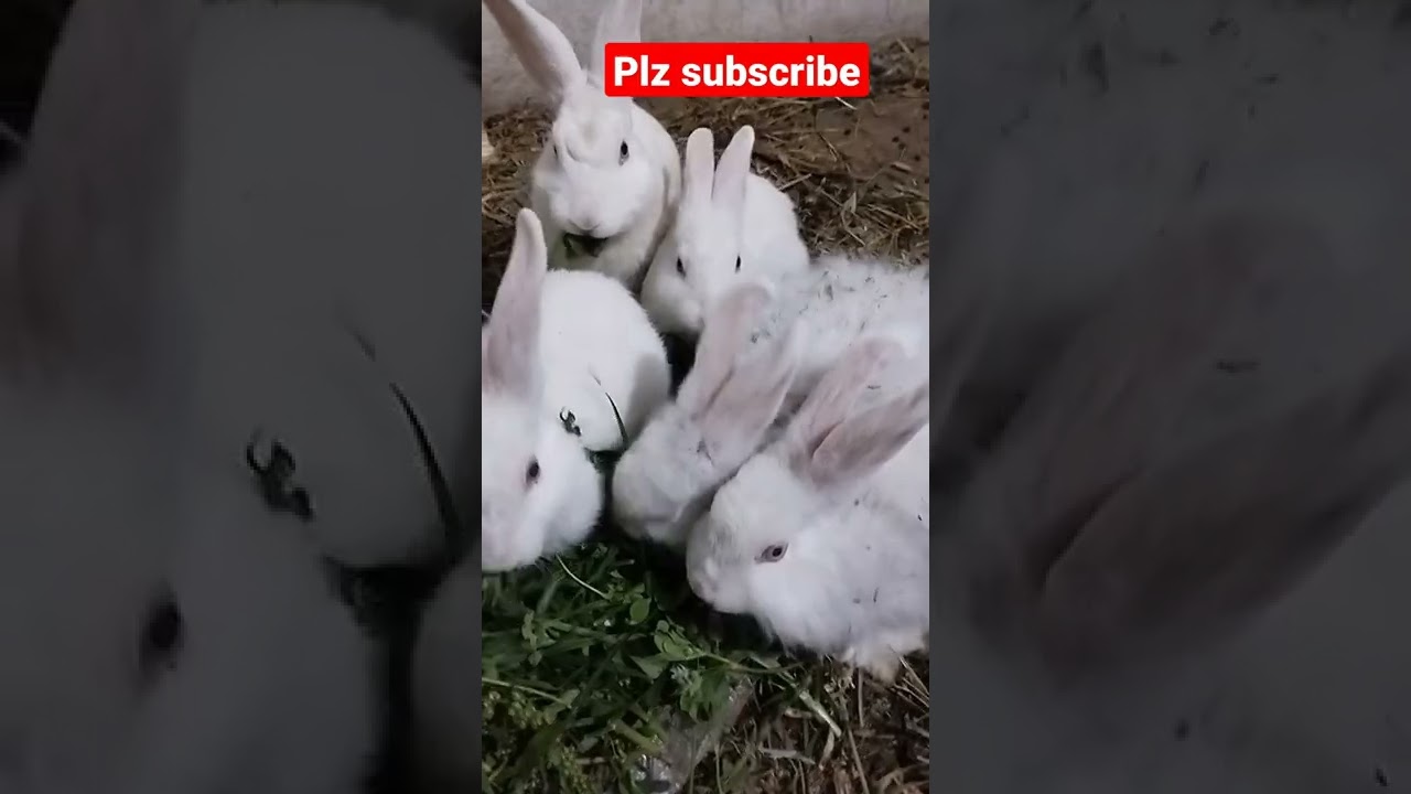 cute rabbit beauty