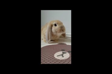 Very Cute Mini Lop Bunny So I Brought Her Home - Cute Rabbit #pet #shorts